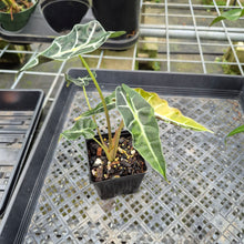 Load image into Gallery viewer, Alocasia Polly Aurea variegated exact plant, Fedex 2day*

