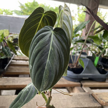 Load image into Gallery viewer, Philodendron Melanochrysum Variegated exact plant, Fedex 2day*
