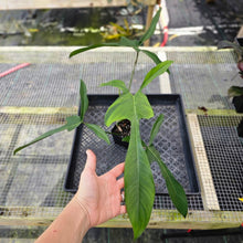 Load image into Gallery viewer, Philodendron Longilobatum Lelano Miyano, Exact Plant Ships Nationwide

