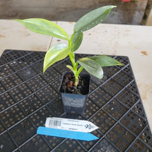 Load image into Gallery viewer, Philodendron Hastatum Silver Sword, Exact Plant Variegated Ships Nationwide
