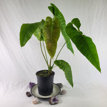 Load image into Gallery viewer, Anthurium Veitchii Narrow Form, Exact Plant x hybrid noid
