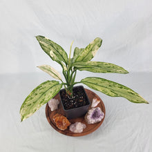Load image into Gallery viewer, Aglaonema Ice Queen, Silver Queen Variegated 4&quot; pot, Fedex 2 day*
