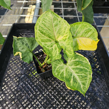 Load image into Gallery viewer, Syngonium Mango Allusion, Orm Thong, Exact Plant Variegated Ships Nationwide
