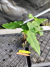 Load image into Gallery viewer, Anthurium Balaoanum "Dussii", Exact Plant Ships Nationwide
