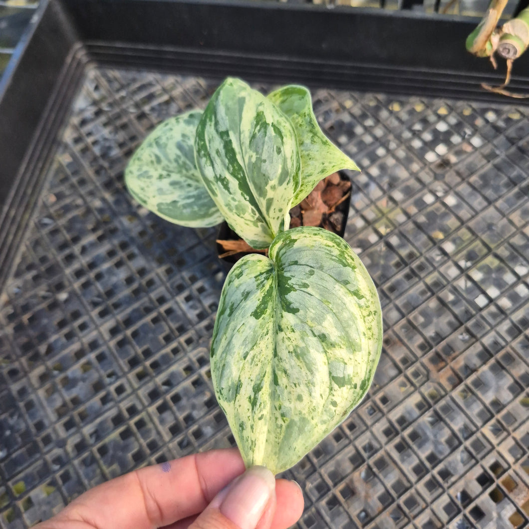 Scindapsus Peasun, Exact Plant Variegated Ships Nationwide