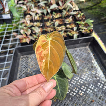 Load image into Gallery viewer, Philodendron Melanochrysum Variegated exact plant, Fedex 2day*
