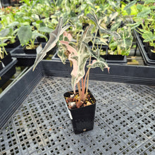 Load image into Gallery viewer, Alocasia Nobilis Pink variegated exact plant, Fedex 2day*
