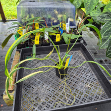 Load image into Gallery viewer, Philodendron Holtonianum Variegated, Exact Plant Ships Nationwide
