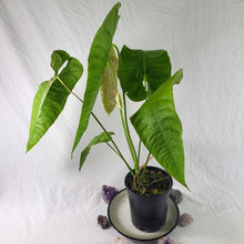 Load image into Gallery viewer, Anthurium Veitchii Narrow Form, Exact Plant x hybrid noid
