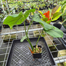 Load image into Gallery viewer, Philodendron Pastazanum exact plant, Fedex 2day
