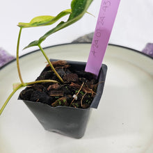 Load image into Gallery viewer, Philodendron Hederaceum Micans Aurea, Exact Plant Variegated Ships Nationwide
