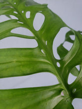 Load image into Gallery viewer, Esqueleto, Exact Plant, Monstera
