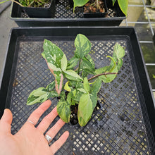 Load image into Gallery viewer, Syngonium Red Spot Tricolor, Exact Plant Variegated Ships Nationwide
