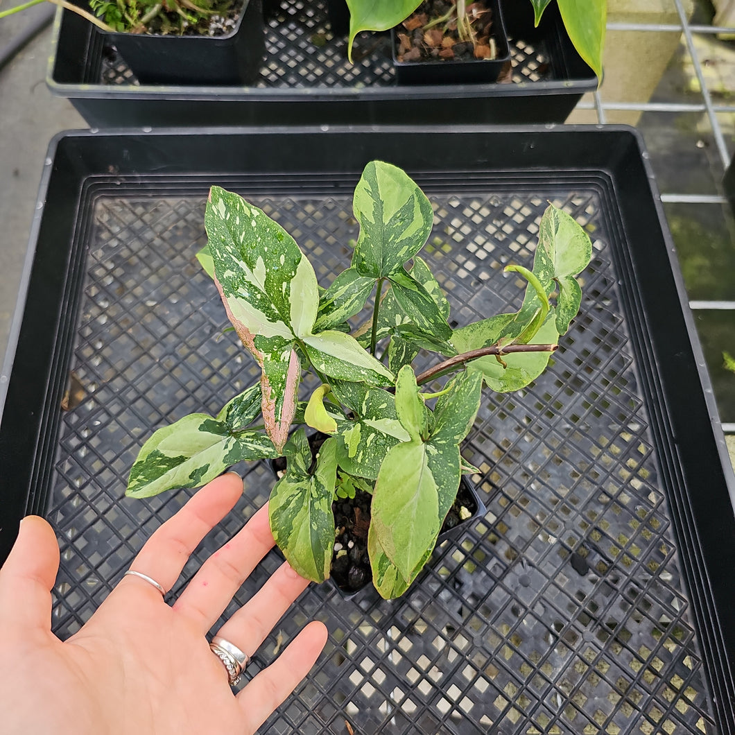 Syngonium Red Spot Tricolor, Exact Plant Variegated Ships Nationwide
