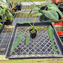 Load image into Gallery viewer, Philodendron Spiritus Sancti, Exact Plant Ships Nationwide
