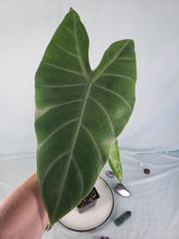 Load image into Gallery viewer, Lowii, Exact Plant, Alocasia
