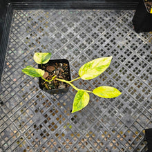Load image into Gallery viewer, Epipremnum Pinnatum Sunburst, Exact Plant Variegated Ships Nationwide
