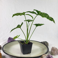 Load image into Gallery viewer, Syngonium Mojito, Exact Plant Variegated Ships Nationwide
