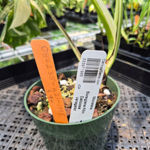 Load image into Gallery viewer, Monstera Borsigiana Albo Deliciosa Variegated exact plant, Fedex 2day*
