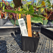 Load image into Gallery viewer, Philodendron Burle Marx, Exact Plant Variegated Ships Nationwide
