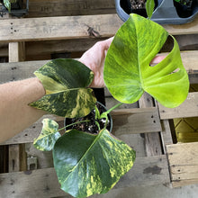 Load image into Gallery viewer, Monstera Marilyn variegated exact plant, Fedex 2day*

