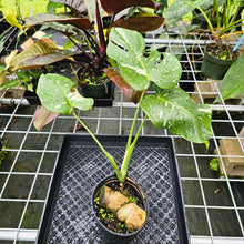 Load image into Gallery viewer, Monstera Thai Constellation, Exact Plant Variegated
