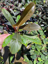 Load image into Gallery viewer, Philodendron Florida Bronze 4" pot, Fedex 2day*
