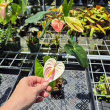 Load image into Gallery viewer, Anthurium Peppermint Splash, Shibori AFF, speckled exact plant, Fedex 2day*
