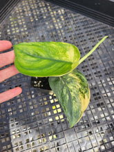 Load image into Gallery viewer, Scindapsus Jade Satin Aurea, Exact Plant Variegated Ships Nationwide
