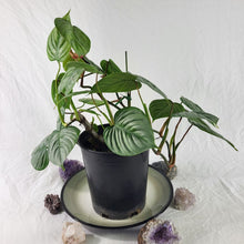 Load image into Gallery viewer, Philodendron Sodiroi True Form, Exact Plant double plant pot
