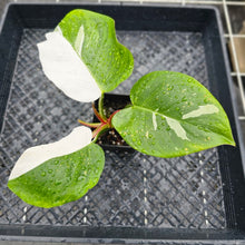 Load image into Gallery viewer, Philodendron White Princess, Exact Plant Variegated Ships Nationwide
