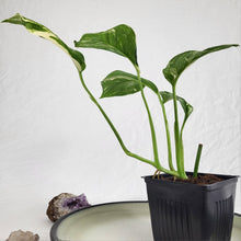 Load image into Gallery viewer, Monstera Lechleriana , Exact Plant Variegated Ships Nationwide
