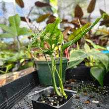 Load image into Gallery viewer, Monstera Obliqua Peru, Exact Plant 2&#39;&#39; pot, 2 top plant Ships Nationwide
