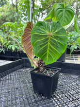 Load image into Gallery viewer, Philodendron Verrucosum Melon 4" pot, Fedex 2day*
