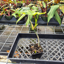 Load image into Gallery viewer, Philodendron Radiatum, Exact Plant Variegated Ships Nationwide
