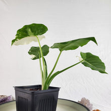 Load image into Gallery viewer, Alocasia Odora, Okinawa Silver, Exact Plant Variegated Ships Nationwide
