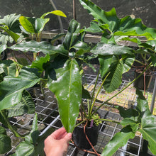 Load image into Gallery viewer, Philodendron Thaumatophyllum Goeldii X Selloum African Fantasy, Exact Plant
