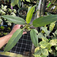 Load image into Gallery viewer, Philodendron Olympiad Pinnatifidum variegated exact plant, Fedex 2day*

