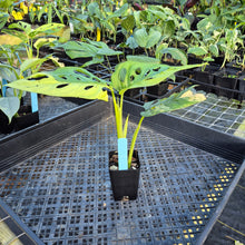 Load image into Gallery viewer, Monstera Adansonii Aurea, Exact Plant Variegated Ships Nationwide
