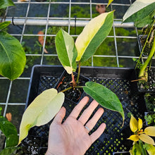 Load image into Gallery viewer, Philodendron Jungle Fever, Exact Plant Variegated

