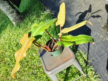 Load image into Gallery viewer, Philodendron Orange Marmalade, Exact Plant Ships Nationwide
