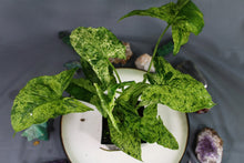 Load image into Gallery viewer, Variegated Syngonium Podophyllum Mojito, ships nationwide
