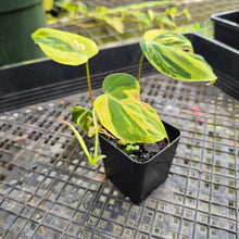 Load image into Gallery viewer, Philodendron Hederaceum Micans Aurea, Exact Plant Variegated Ships Nationwide
