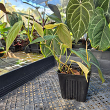 Load image into Gallery viewer, Philodendron Hederaceum Micans Aurea, Exact Plant Variegated Ships Nationwide
