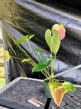 Load image into Gallery viewer, Anthurium Anuenue Obake bicolor, pink/ green, Exact Plant, ship nationalwide
