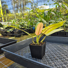 Load image into Gallery viewer, Philodendron Whipple Way, Exact Plant Variegated Ships Nationwide
