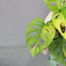 Load image into Gallery viewer, Monstera Adansonii Aurea Variegated 4&quot; pot, Fedex 2 day*
