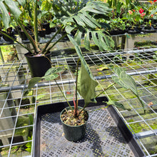Load image into Gallery viewer, Anthurium Magnificum X Crystalinum AFF noid, exact plant, Fedex 2day*
