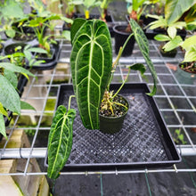 Load image into Gallery viewer, Anthurium Warocqueanum, Queen, Exact Plant
