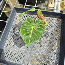 Load image into Gallery viewer, Philodendron Verrucosum Melon 2.5" pot, Fedex 2day*
